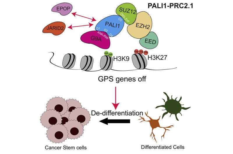 Study uncovers potential therapeutic approach for advanced prostate cancer