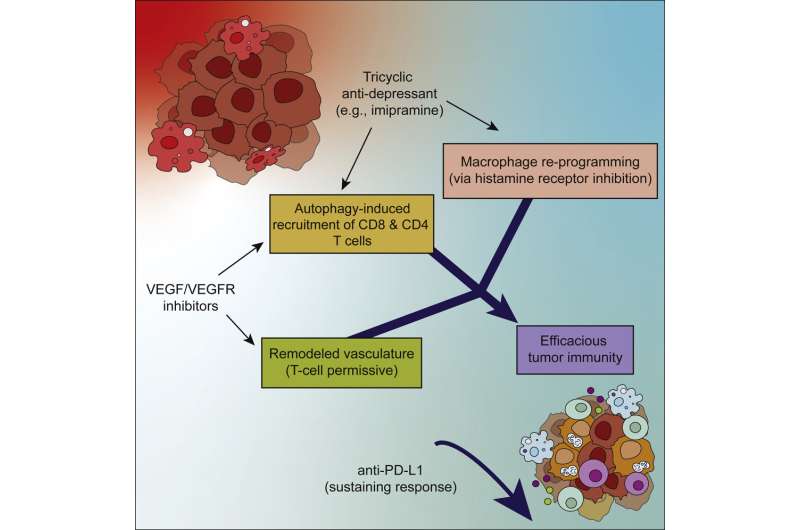 Study identifies potential combination therapy for testing in deadly brain cancer