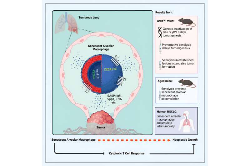 Study finds senescent immune cells promote lung tumor growth