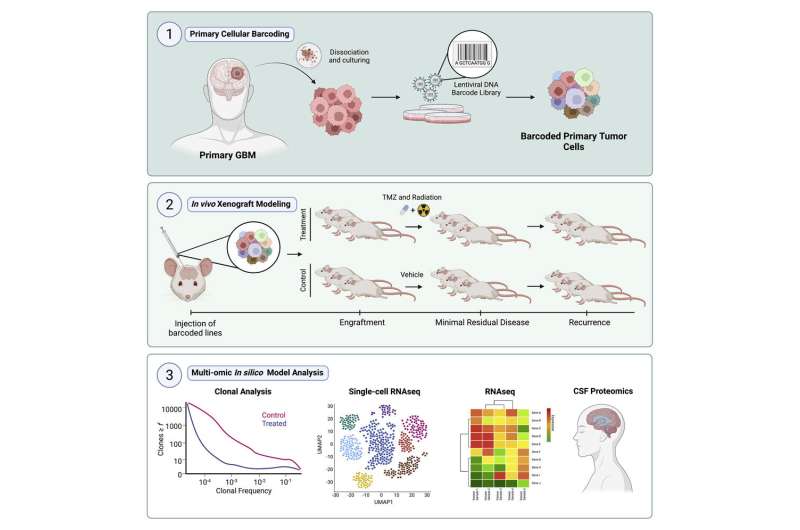 How deadly brain cancer evades treatments