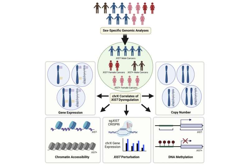 The X chromosome is silenced in some male cancers