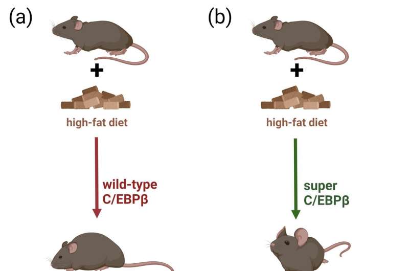 Healthy fat? Transcription factor C/EBPβ positively influences fat storage