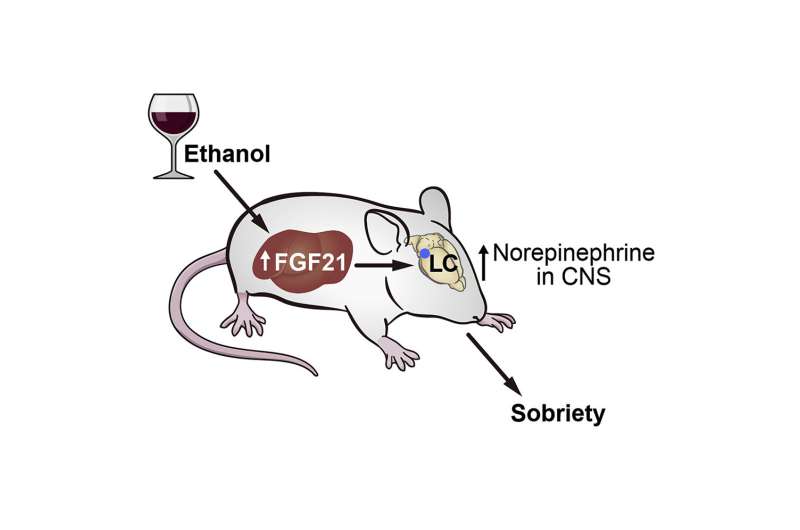 Drunk mice sober up after a hormone shot