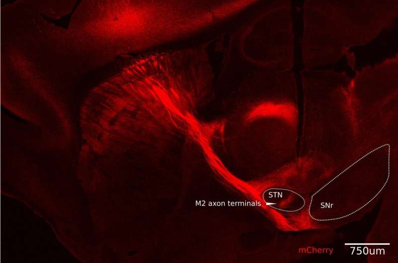 Sprint then stop? Brain is wired for the math to make it happen