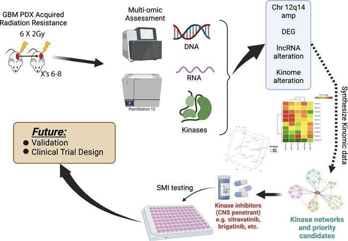 Research reveals potential targets for therapeutic development for glioblastoma