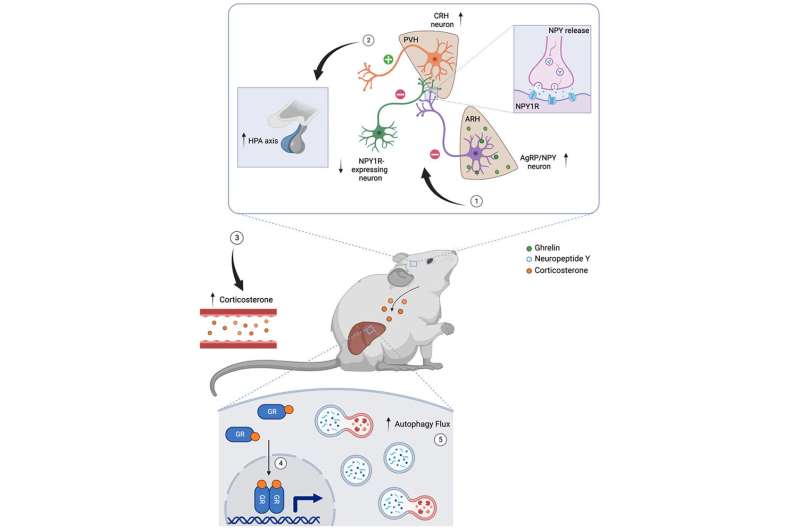 Brain tells liver to start recycling after fasting