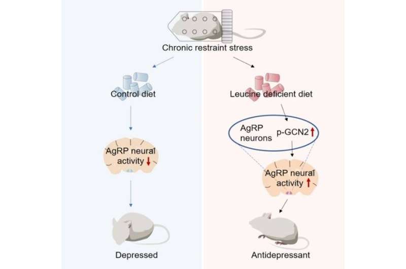 Scientists discover roles of hypothalamic amino acid sensing in antidepressant effects