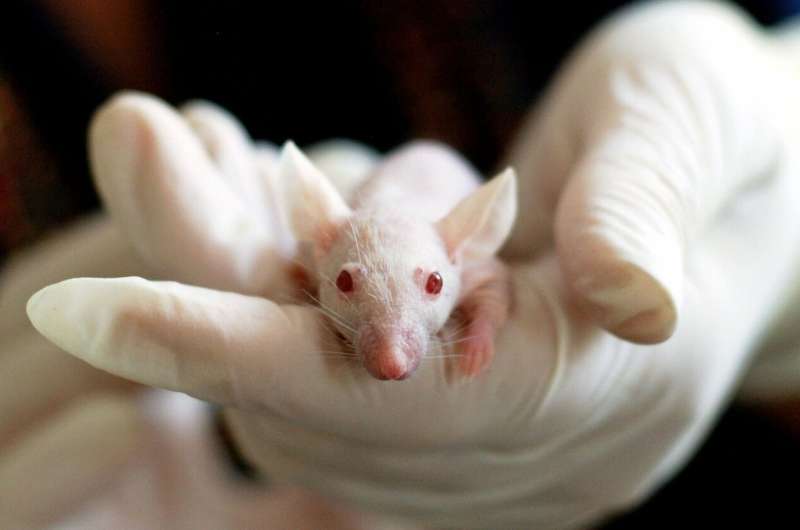 Scientists create first humanized mouse model for rare genetic disease