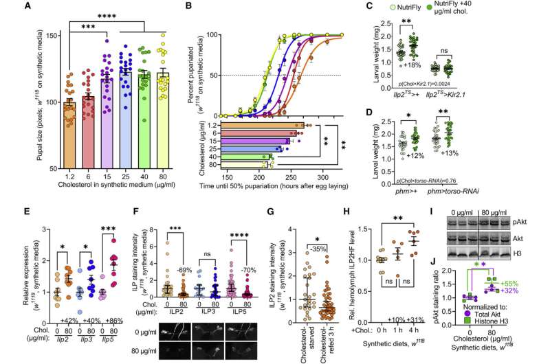 Could cholesterol explain why childhood obesity leads to early puberty?