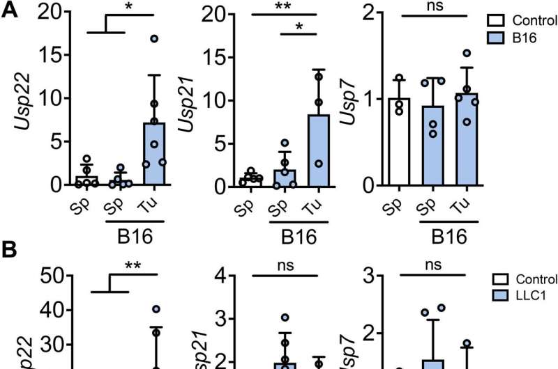 Study identifies new therapeutic target for tumor treatment