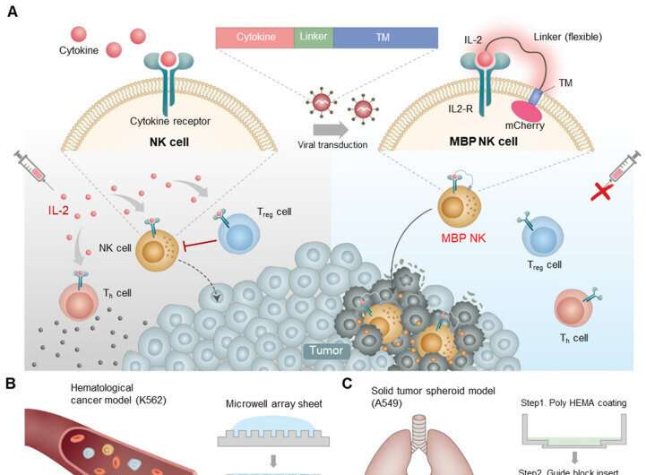 A new natural killer cell therapy product with excellent anticancer effects