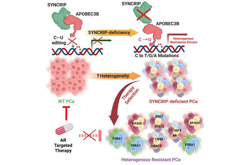 Team discovers broken ‘brake' of cancer mutation machine