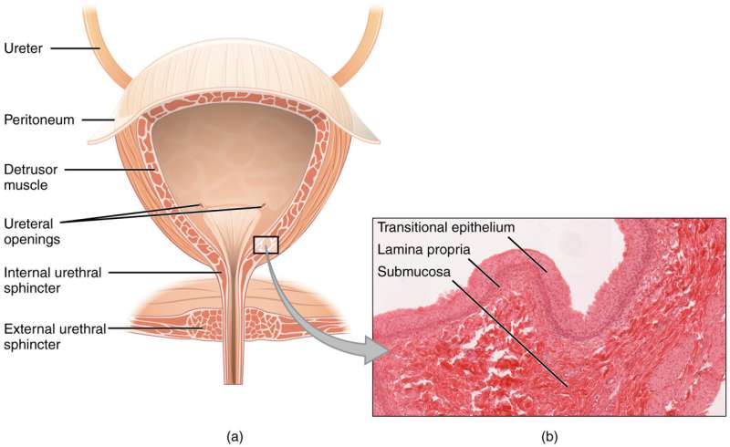 Research reveals promising new combination treatment for bladder cancer patients