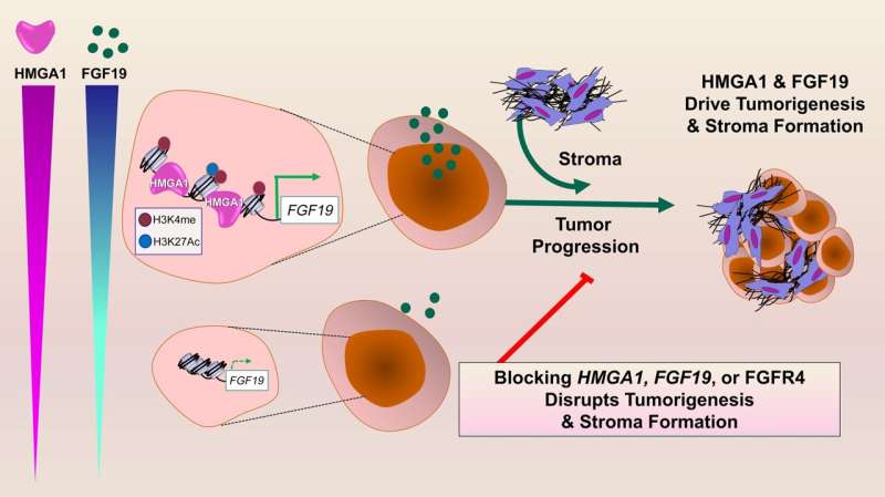 Researchers ID novel treatment pathway for deadly pancreatic cancers