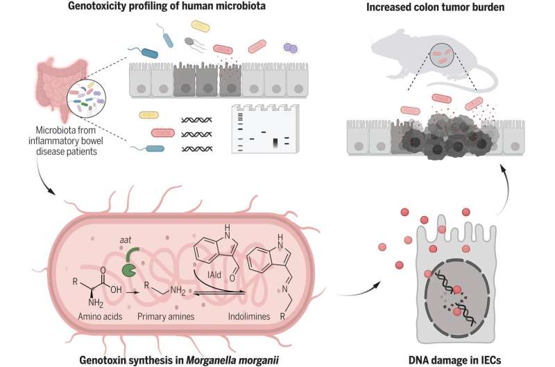 Family of DNA damage–inducing microbial metabolites found in guts of people with IBS