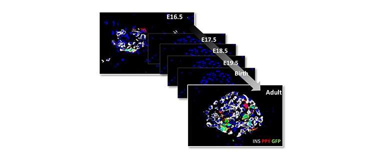 Scientists make new discoveries in the origin and ID of pancreatic endocrine cells