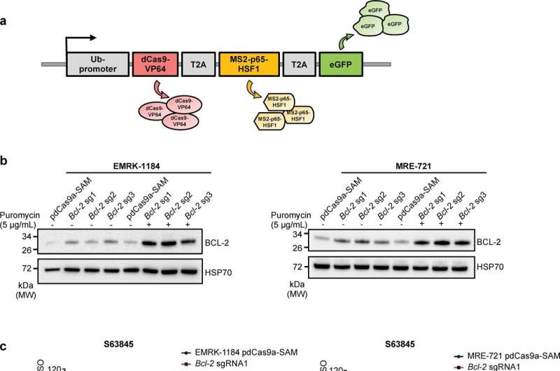 Researchers advance CRISPR technology to replicate human diseases with unprecedented accuracy