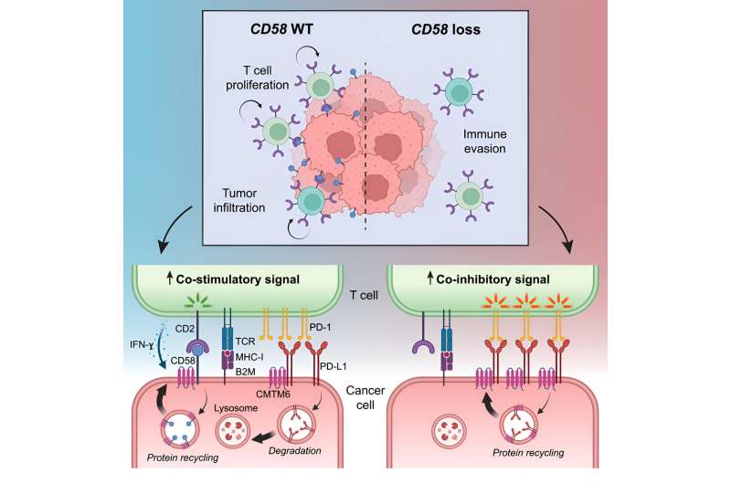 Cancer's cloaking device revealed