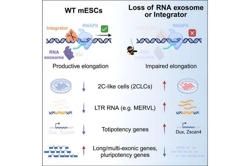 Researchers discover a mechanism that controls the identity of stem cells