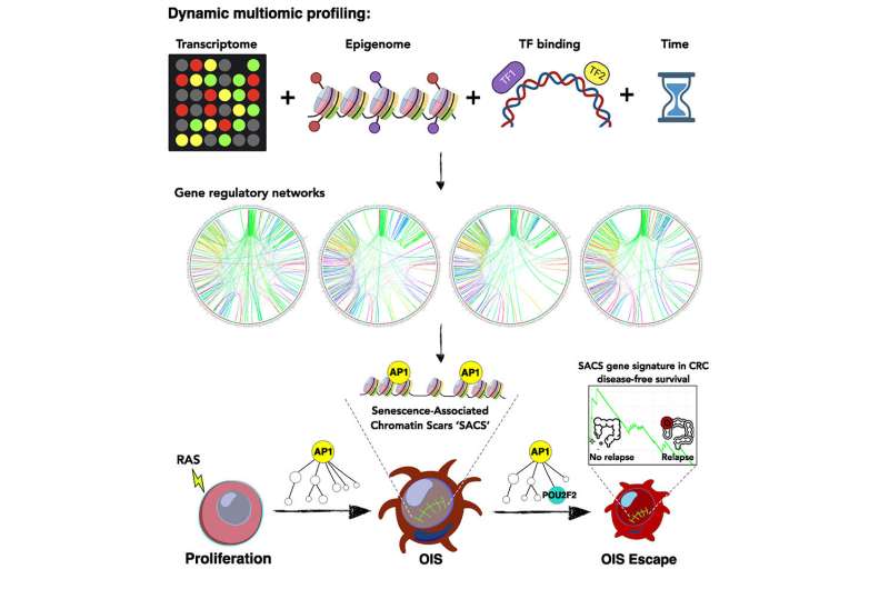 Study explains how 'Zombie' cancer cells revive themselves