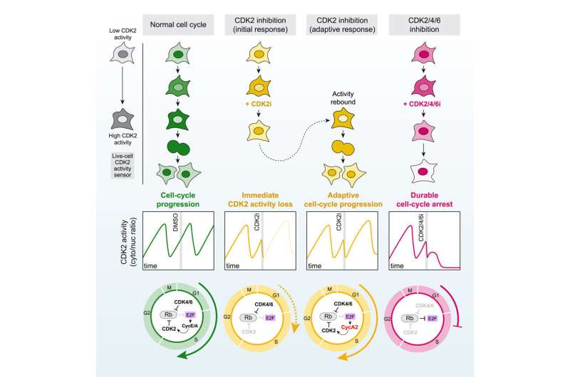 A promising new frontier in cancer treatment