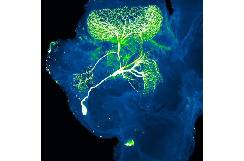 Neurons involved in cognitive flexibility communicate at a distance