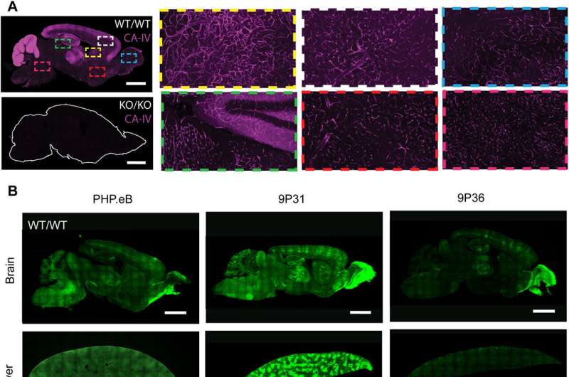 A new mechanism for crossing the blood–brain barrier