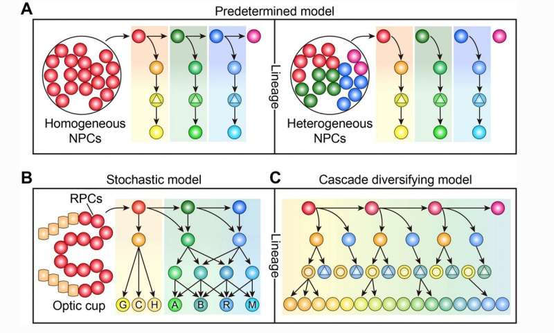 Strategies to generate neuronal diversity