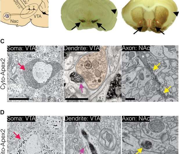 Connections between addictive drugs and brain function in mice