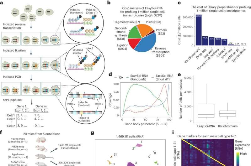 Innovative method identifies rare brain cell types for the first time