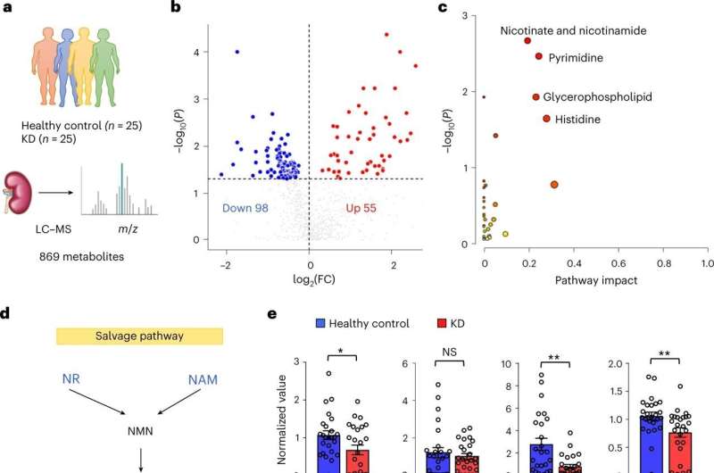 Key mechanism for kidney disease identified