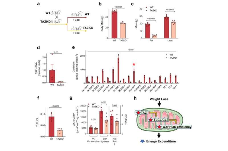 Increasing skeletal muscle mitochondrial efficiency after weight loss as a novel mechanism for lower energy expenditure