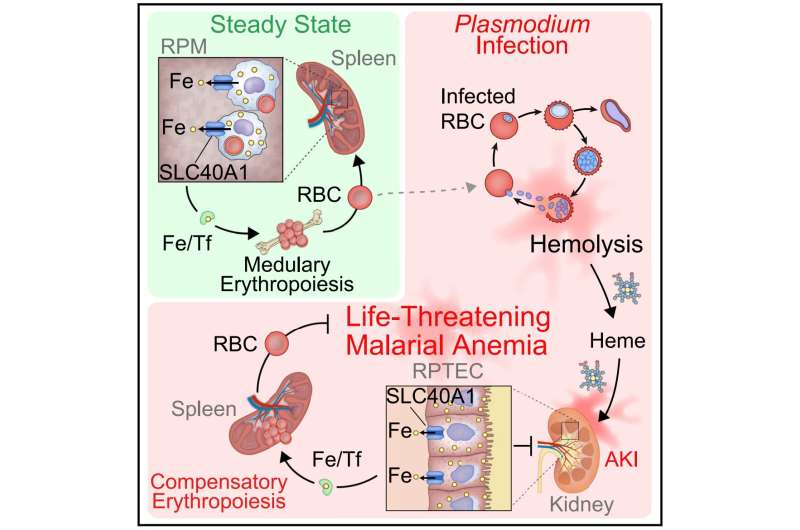 Healthy kidneys might be key to surviving malaria