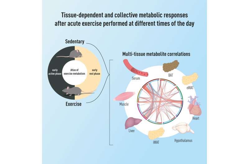 Scientists dive deep into the different effects of morning and evening exercise