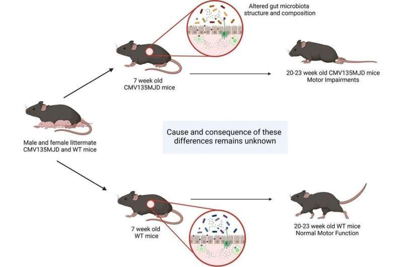 Gut bacteria changes could signal onset of rare genetic disease