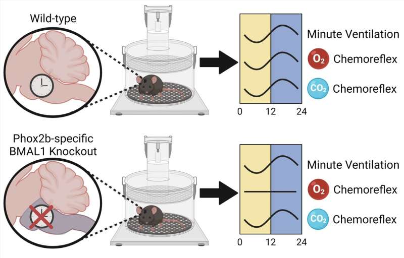 Mice without a functional internal clock have inflexible breathing