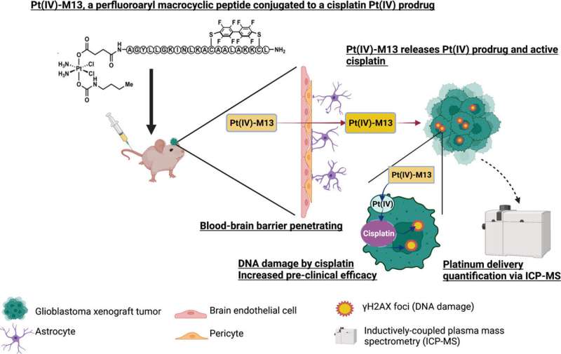 Researchers demonstrate in mice a new way to deliver medication to malignant brain tumors