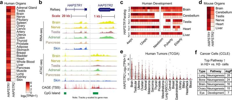 New gene implicated in cancer, cellular stress response