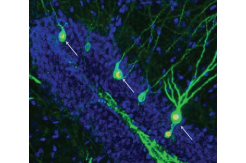 Boosting neuron formation restores memory in mice with Alzheimer's disease