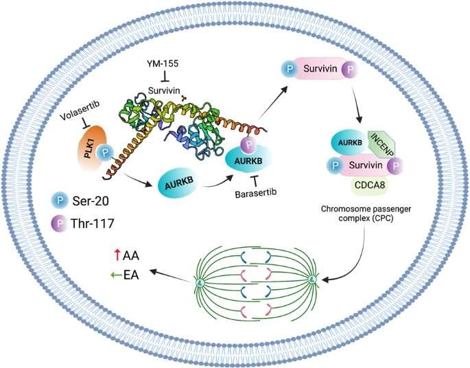 New study identifies a potential therapeutic target for triple-negative breast cancer in Black patients