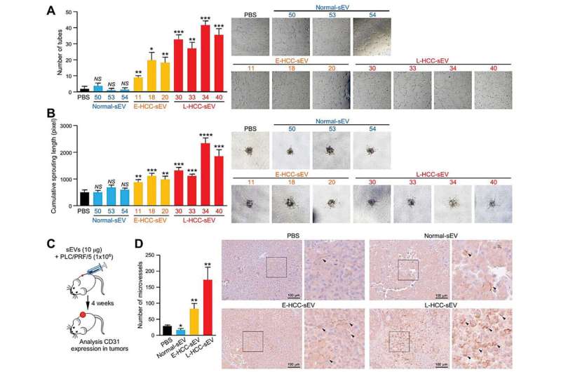 Potential therapeutic strategy for treating liver cancer