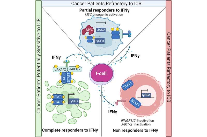 Researchers find out why some lung tumors avoid immunotherapy and how to predict it in advance