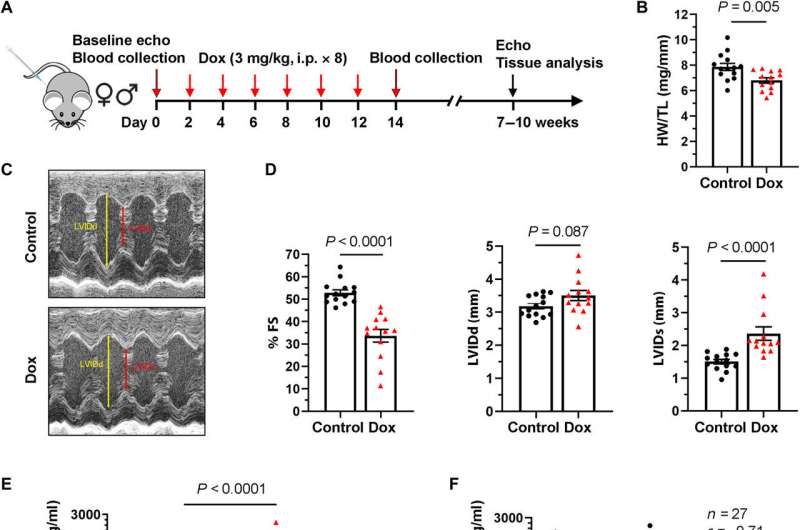 Researchers ID protein that may protect the heart during certain cancer treatment regimens