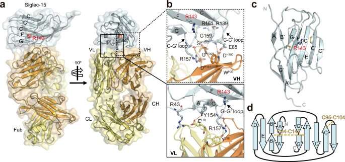 Researchers gain structural insights into the immune modulator Siglec-15 and its interaction with T cells