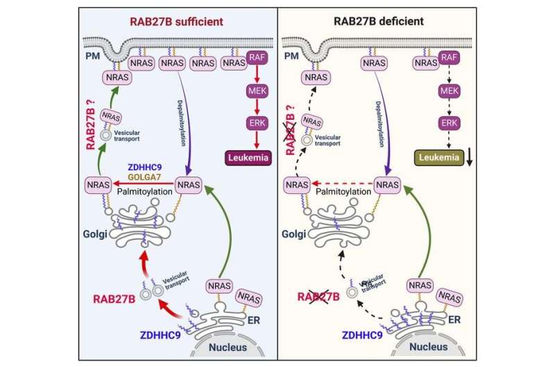 CHOP researchers identify potential target in myeloid malignancies