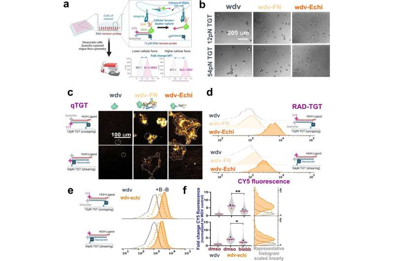 A new tool to study cell movement promises to advance cancer research