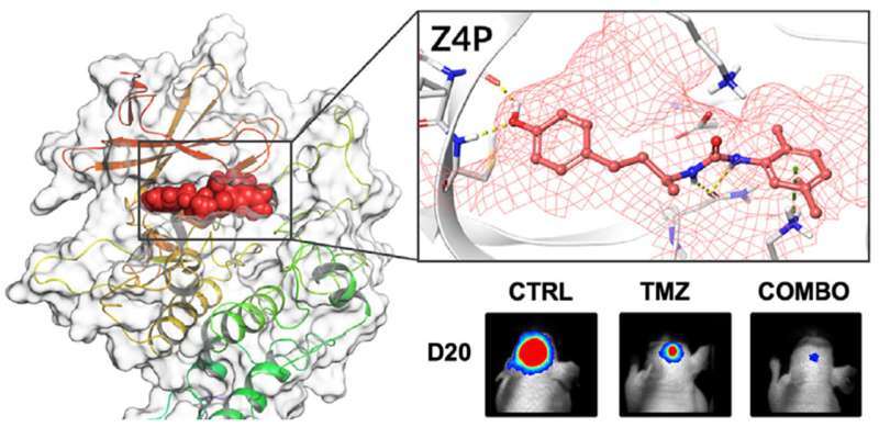 Major progress in curing brain tumours