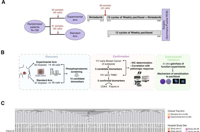 Researchers discover how to predict the efficacy of one of the most widely used drugs against breast cancer