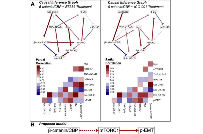 Researchers shed light on signaling pathway responsible for head and neck cancers