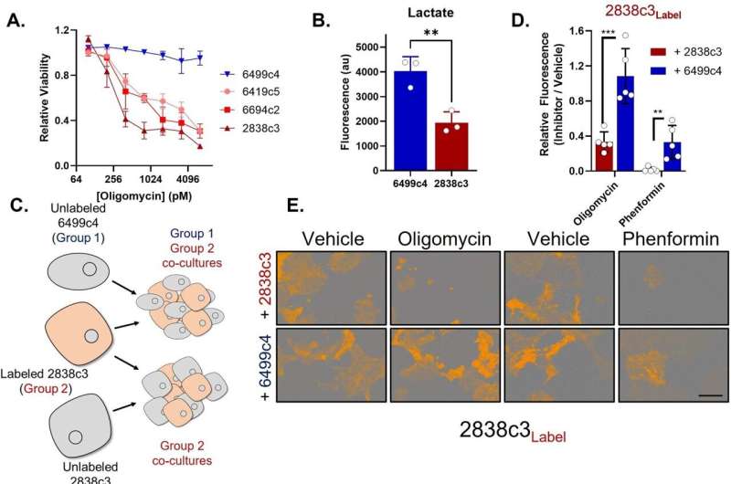 Lethal cancer cells buddy up to survive